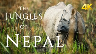 The Jungles Of Nepal in 4K  Chitwan National Park [upl. by Sidman]