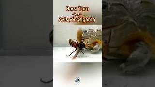 Avispón Asiático Gigante Vs Rana Toro 🐸 🐝 Final inesperado 👀🙈 [upl. by Ahkeber794]