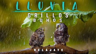 LLUVIA TRANQUILA CON BUHOS Y GRILLOS  LLUVIA para estudiar dormir o relajarse [upl. by Anua839]