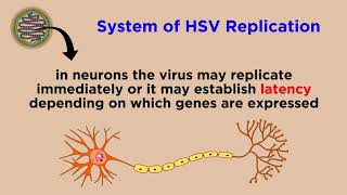 Herpes Simplex Virus HSV1 and HSV2 [upl. by Iney24]