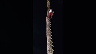 los voladores de cuetzalan [upl. by Ahtela]