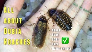 Almost EVERYTHING you need to know about Dubia Roaches amp their CARE [upl. by Lihkin728]