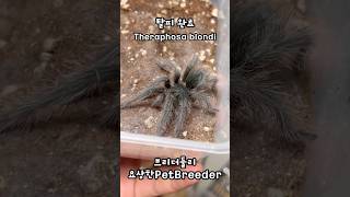 블론디 골리앗 무사히 탈피 완료  Theraphosa blondi  goliath birdeater tarantula  골리앗 버드이터 타란튤라 [upl. by Nilad]