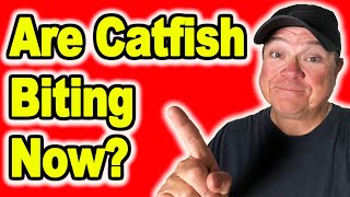 Is Now a Bad Time to Catch Catfish [upl. by Rasla]