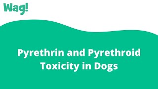 Pyrethrin and Pyrethroid Toxicity in Dogs  Wag [upl. by Shurlock]