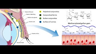 In situ gelling mucoadhesive polymers for ocular delivery of pilocarpine [upl. by Pirali23]