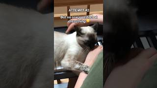 How my cat helps me play the piano shorts funny cat [upl. by Raquel]