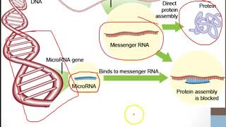 Gene regulation in prokaryotes [upl. by Cone]