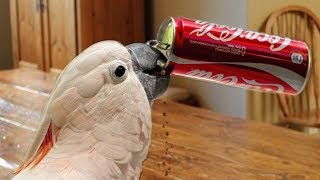 Funny Parrots  Funniest Parrot Videos Compilation [upl. by Niltiac]