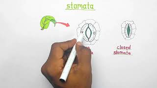 Stomata  opening and closing of stomata  Class 10 biology [upl. by Nageek269]