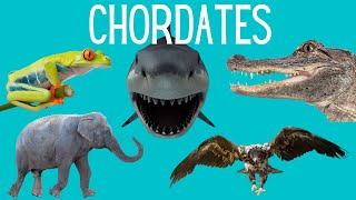 Main Classes of Chordates  Amphibians Reptiles Mammals Birds Fish [upl. by Von]