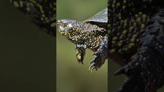 5 Cool Facts About the Razorback Musk Turtle [upl. by Macguiness]