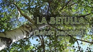 Betulla Betula pendula [upl. by Ambrosio]