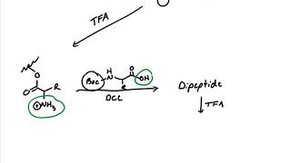 Introduction to Solid Phase Peptide Synthesis [upl. by Amsden453]