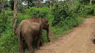 Habarana Elephant Safari part 2 [upl. by Gunter]