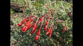 Pruning California Fuchsias [upl. by Celia682]