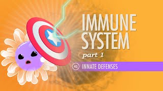 Immune System Part 1 Crash Course Anatomy amp Physiology 45 [upl. by Vel]