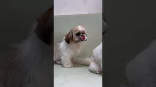 Sisters Love ❤️ pomeranian shihtzu doglover [upl. by Fe]