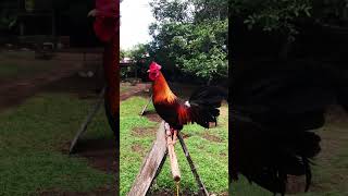 Revealing secrets of Duke Hulsey Lemon Bloodline gamefowlroostershortsvideo [upl. by Kowtko]