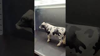 Cow Aerodynamics in a windtunnel [upl. by Hurlbut]