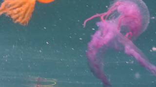 Purple Jellyfish Muave Stinger [upl. by Stevena40]