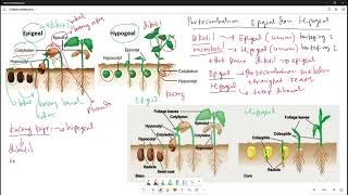 Perbedaan Perkecambahan Epigeal dan Hipogeal Pertumbuhan dan Perkembangan Tumbuhan [upl. by Ahseei965]