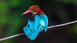 Keeping Feathers Clean  Kingfisher Preening [upl. by Aynnek]