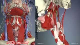 Palate muscles  3D Human Anatomy  Organs [upl. by Firahs]