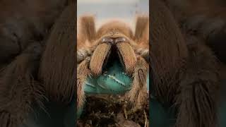 GIANT PINK TARANTULA EATS A BLUE GUMMY WORM CATERPILLAR [upl. by Sears]