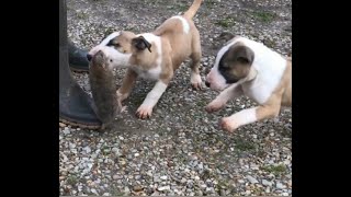 Working Bull Terrier  Puppy Bull Terrier with rat [upl. by Creath]