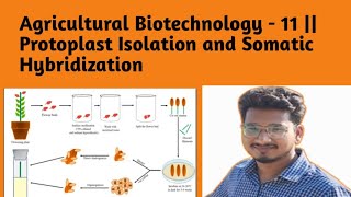 Agricultural Biotechnology  11  Protoplast Isolation and Somatic Hybridization [upl. by Yesnikcm]