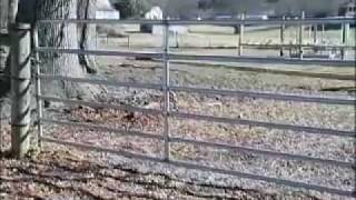 Electric Fence 101 Benefits of Electric Fencing and Installation Tips by Zareba® [upl. by Treborsemaj]