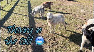 Freezing Cold in Texas How are the babies handling it [upl. by Roderic645]