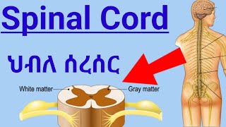 How Spinal Cord Works ascending tractsdescending tracts ህብለ ሰረሰር የአንጎል ክፍል እንዴት ይሰራል spinalcord [upl. by Gabbert]