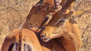 Symbiotic Relationship Oxpecker Cleaning Impala at Kruger National Park [upl. by Yssis641]