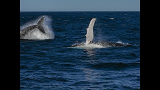 Jervis Bay Wild Whale Cruise 2562023 [upl. by Gosnell]