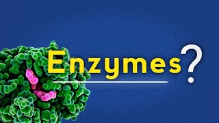 WHAT ARE ENZYMES THEIR CLASSIFICATION AND IMPORTANCE [upl. by Meeker]