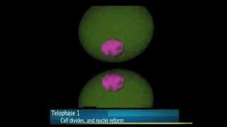 Best Meiosis Animation EVARRRRR [upl. by Anan]