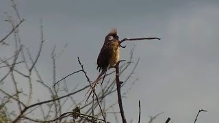 Speckled mousebird Colius striatus at African River Wildlife  mpalaliveorg  exploreorg [upl. by Otina]