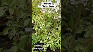 Get Hypnotized by cool Plants Parthenocissus quinquefolia Star Showers MrMapleShow Sub rareplant [upl. by Ahseinad800]