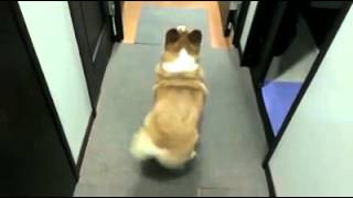 Dog dances to quotbubble butquot [upl. by Queri]