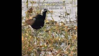 Bronzewinged Jacana with an Immature Bird [upl. by Tcideneb]