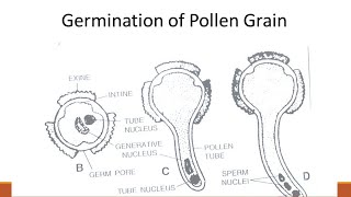 pollen germination  Bsc [upl. by Endo]