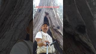 SEQUOIA NATIONAL PARK shortvideo californianationalpark nature peru [upl. by Yllil]