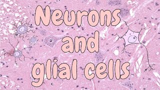 Neurons and glial cells spinal cord  nervous tissue histology [upl. by Daryn]