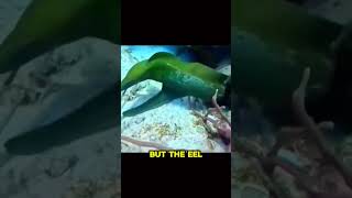 The eel attack the lobster pets sea viralvideo [upl. by Monahon308]