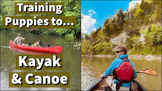 Labrador Retrievers and Boykin Spaniel Learning to Canoe Kayak and Swim [upl. by Ilrahc]