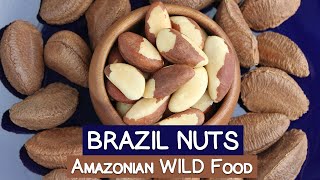 Brazil Nuts An Amazonian WILD Food  Selenium PlusesMinuses [upl. by Fitting941]