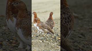 Wildlife birdsWillow ptarmigan Lagopus lagopus birds ptarmigan [upl. by Dido840]