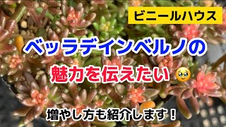 【多肉植物】ベッラデインベルノの魅力を伝えたい！増やし方も紹介します！！セダム [upl. by Aldis]